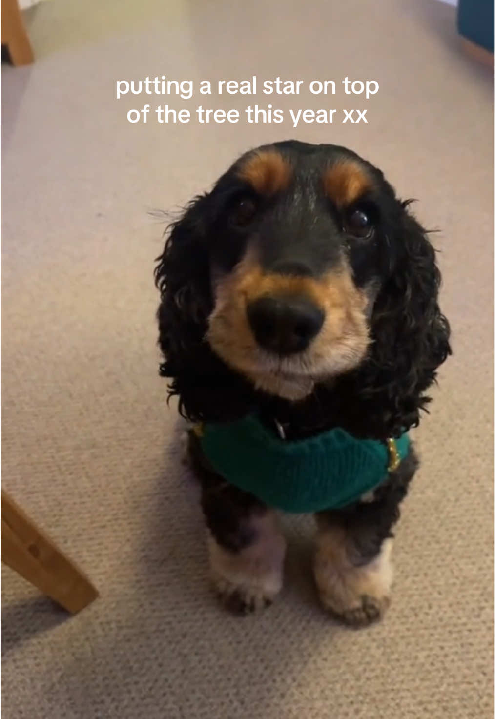 where she belongs xxxx #christmas #dog #christmastree #cockerspaniel #dogsoftiktok #christmasdecor #tree #fyp #xmas #foryou #foryoupage #dogs #Home 