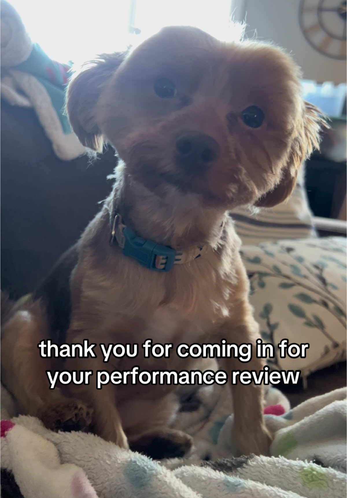 Sadie’s Performace Review…I don’t know, do you think I put too much pressure on her? #SadieMay 💕 🐶  #NuggsAndBubbs #SpoiledDogs #DogsofTikTok #DogHumor #dogfunny #doghumorviral #DogMomLife #DogPersonality #LifeWithNuggsAndBubbs #DogsWithTwoMoms #spoiledyorkie #cozyyorkie #TeamNuggs #yorkiesoftiktok #yorkielife #ftp