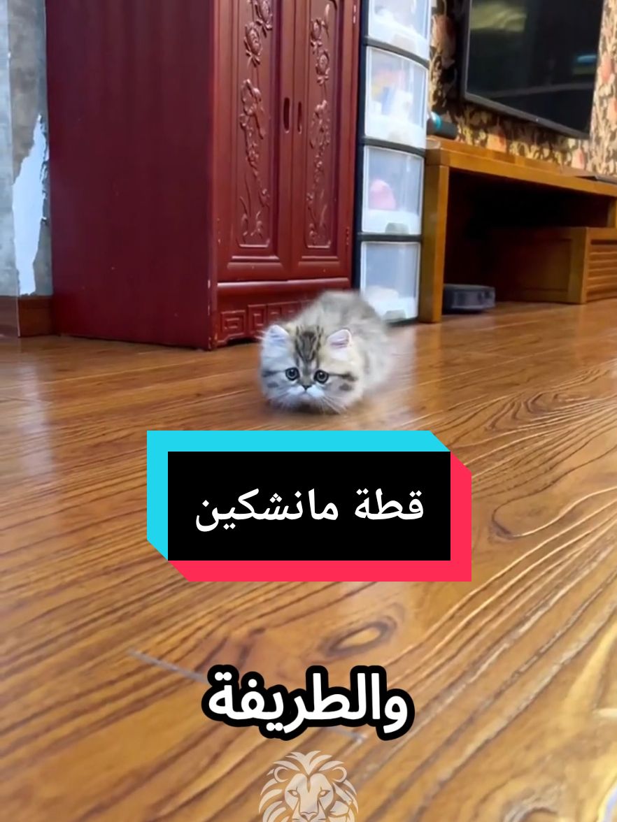 قطة مانشكين 🐱 #fyp #قطط #حيوانات #nature #tiktoklongs 