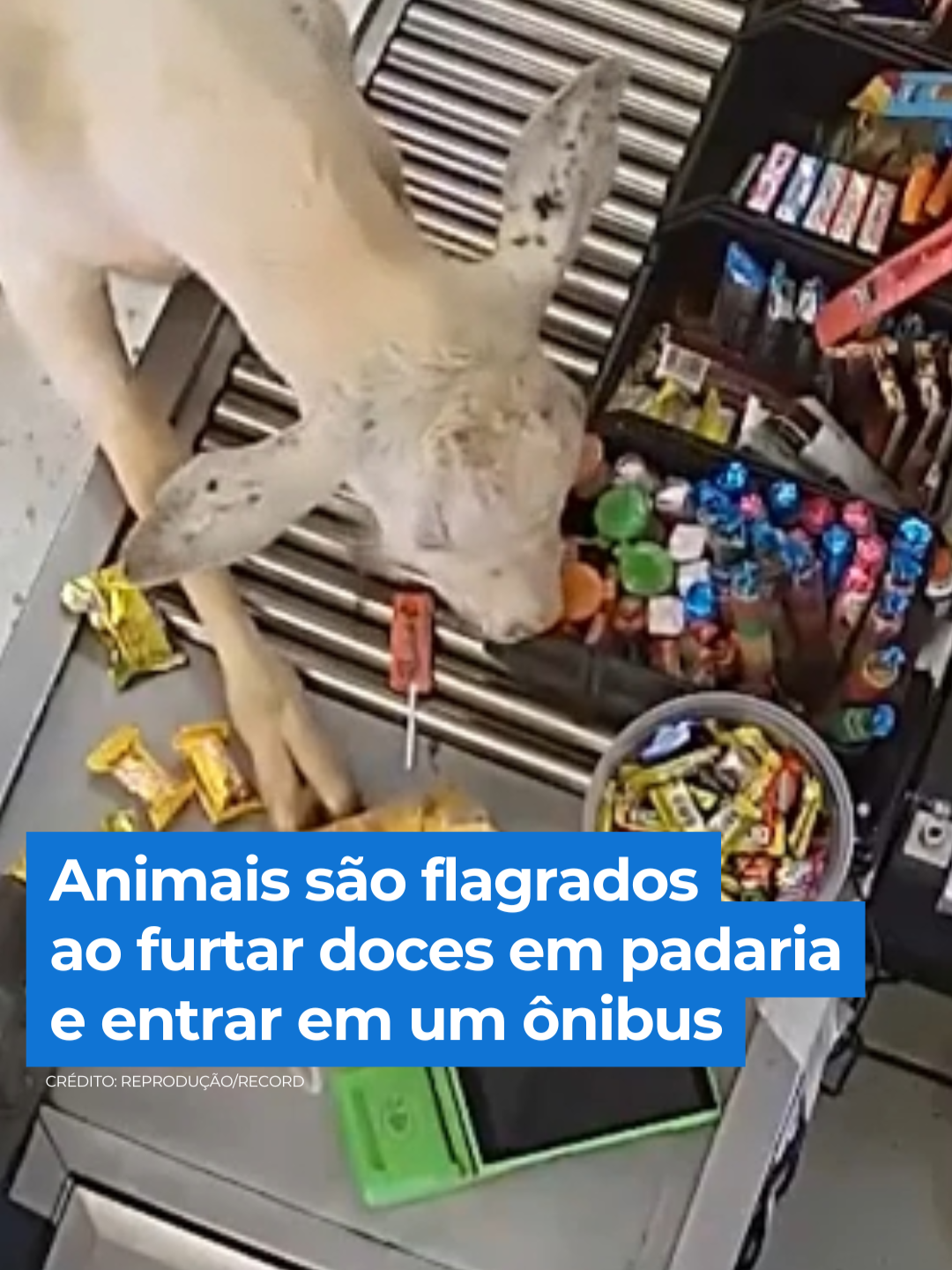 Uma cabra e um bode foram flagrados comendo doces dentro de uma padaria em Belo Horizonte (MG). A dupla devorou várias paçocas, balas, bombons e pirulitos que estavam no balcão. Os animais já são conhecidos na região e têm até nome: André e Catarina. Apesar do prejuízo, a cena arrancou muitas risadas da dona da padaria e também dos funcionários. O tutor dos animais não foi encontrado. 👉 Veja os flagrantes do #BalançoGeral em R7.com/balancogeral