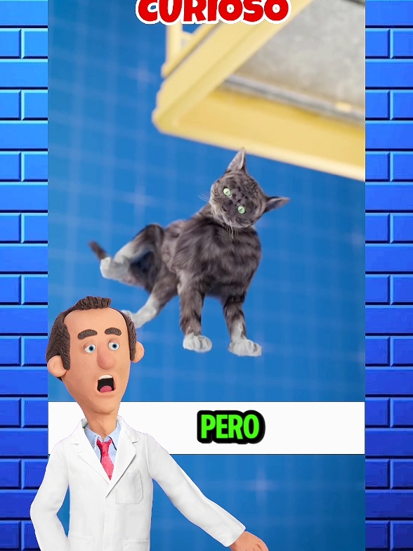 Si Tiras Un Gato Americano Por El Burj Khalifa!🏙️🐈#💡 #gato #burjkhalifa #lengua #AprendeEnTikTok #conocimiento #SabiasQue 