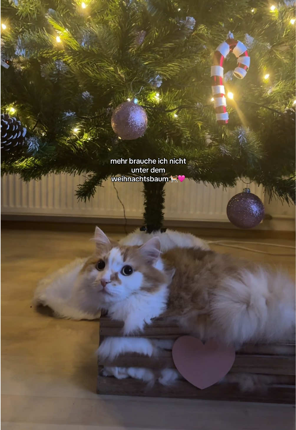 cat lover #cat #catlover #christmas #fyp #fürdich 