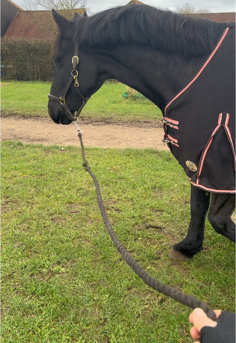 Best boy ❤️ #rehab #exercise #Fitness #muscle #horse #fyp #fitnessmotivation #gelding #clean #clip #bath #equestrian 