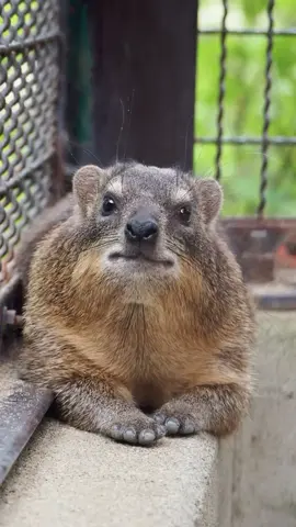 The wawa stares into your soul, weighing your heart against the Maats feather of truth.  A rock hyrax from Johyama Zoo in Japan.  #hyrax #zoo #johyama #rockhyrax #staring #still #animal #gopher #wildlife #quokka 