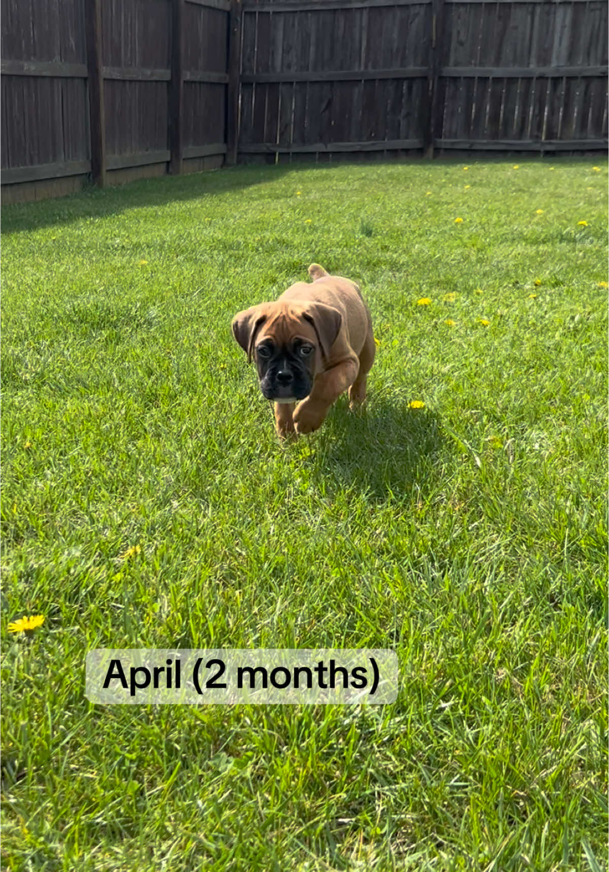 Nash is almost a year old! I cant even believe it! #boxerpuppy #nashtheboxer #fyp #boxersoftiktok #boxerpuppiesoftiktok #boxerpuppies #boxerdog #boxerdogsoftiktok #puppytiktok #puppiesoftiktok #puppytok #boxerpup #doglover #dogtok #doggo #familypet #crazypuppy 