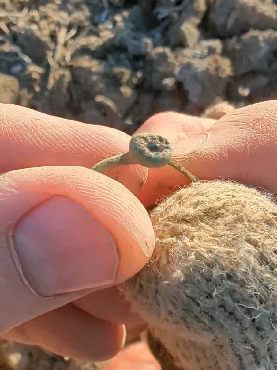 Amazing Find ! #fypシ #family #for #trending #viralvideo #viraltiktok #TikTokShop #follow #sub #xpdeus #metaldetecting #treasure #epic #fyp #ring #jewelry #victorian #women #beauty #cache #snow @Alexa @Ashley Michael @jeepgurl.1980 @Janine_ K @Erika Gaznick202 @SomethingBlueCollects @DiggerDegaz @Dawn @Digging Chaos 