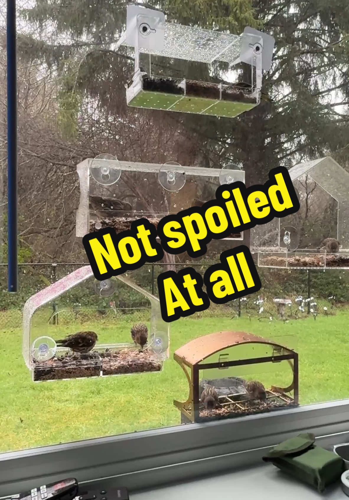 New bird feeder with pretty blossoms and 3 trays. Just sticks on the window with sunction cups. #birds #bird #birdfeeder #birdwatching #windowbirdfeeder #windowfeeder #window #nature #rain #relax #relaxing #gift #giftideas
