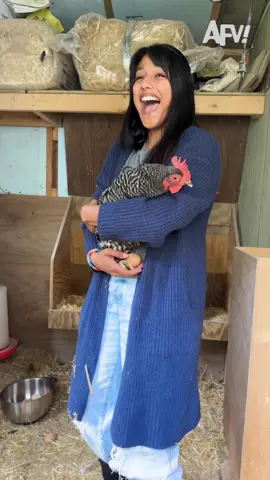 Chicken's comedic timing is amazing 🐔😂 #afv #funnyvideos