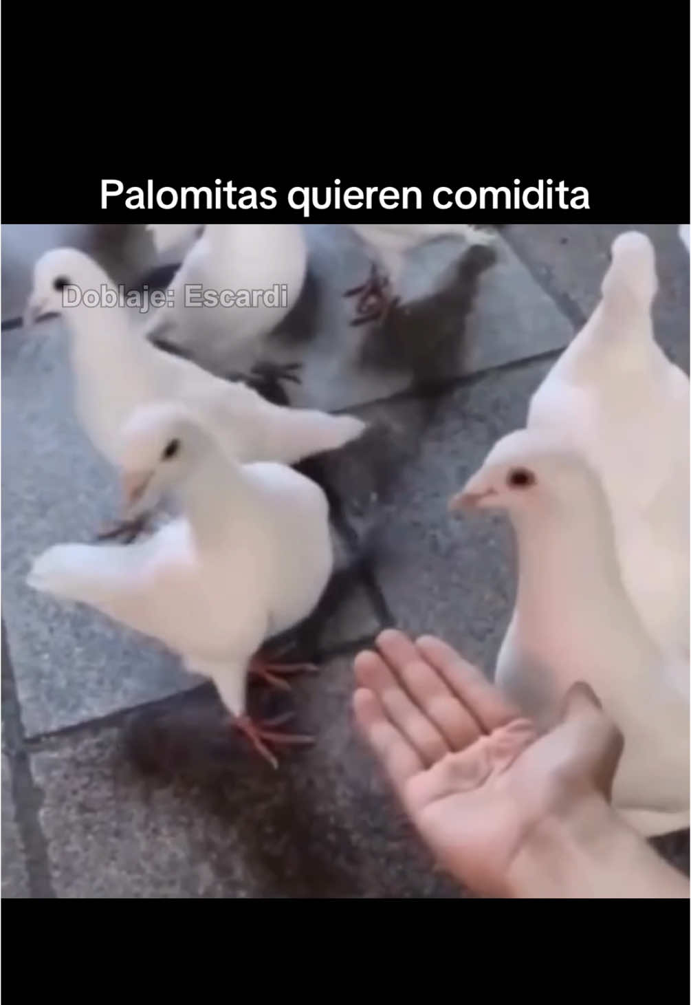 Palomitas quieren comidita 🕊️😱 #parati #escardi