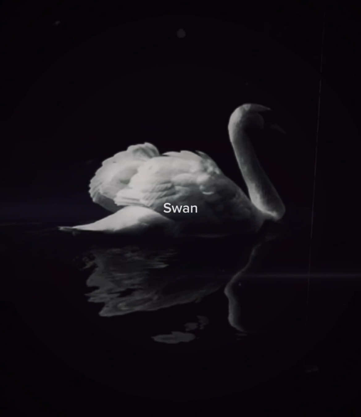 🦢🫶🏻 #swan #fyp 