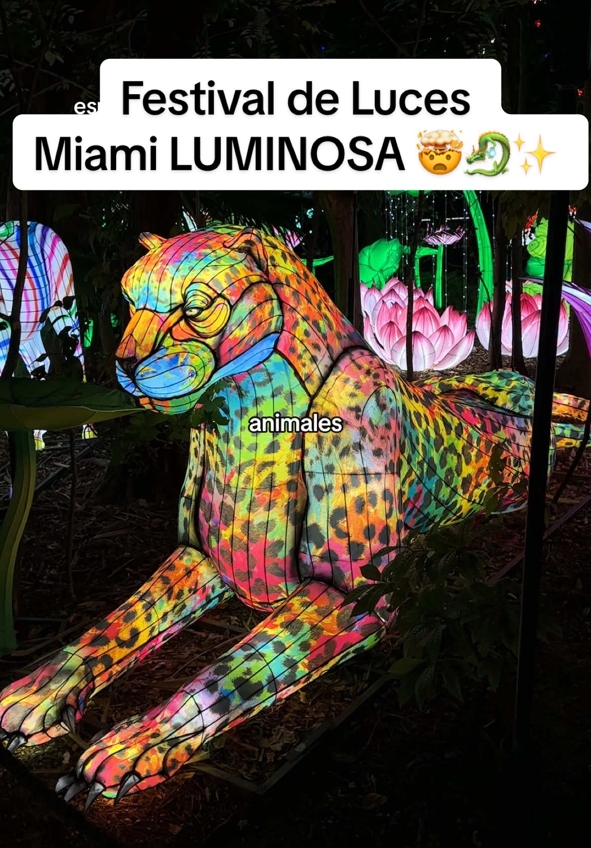 Nuevo plan en Miami MIAMI PLACES TO GO ✨🐉🤯#creatorsearchinsights #thingstodoinmiami #miami #miamiplacestogo #luminosa #lightfestival 