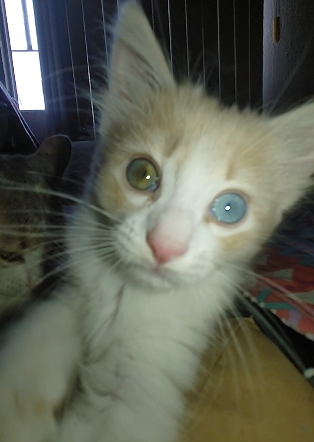 #heterocromia #newjersey #sermen #sermeninfinito #gatosinfinito #mascotastiktok #viral #gatos #videosdegatos #michi #punto 