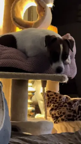 #Nancy #jackrussell #parsonrussellterrier 💖
