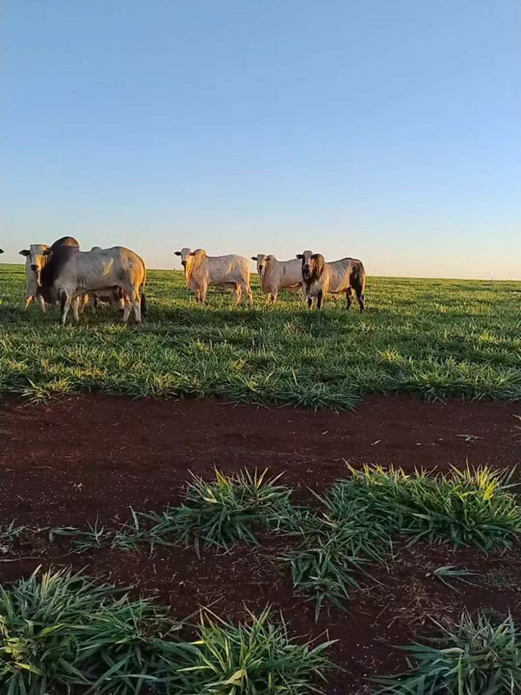 Ôoooo vídão ✅ #agro #pecuariabrasil #pecuaria #nelore #farm #fazenda #farmlife 