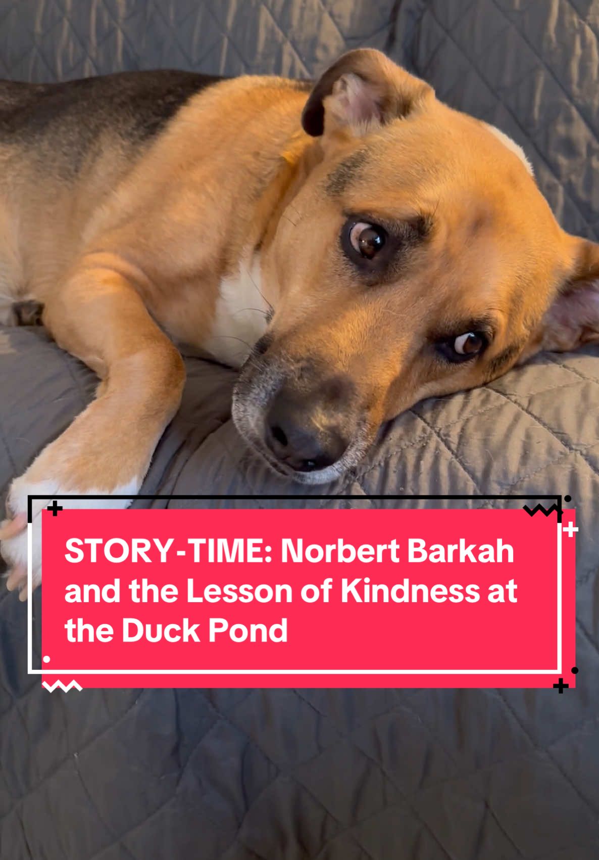 STORY-TIME: “Norbert Barkah and the Lesson of Kindness at the Duck Pond” In this story Norbert learns that actions have consequences. #fyp #dogtok #christmastok #christmasdog #dogsoftiktok #doglife #fypシ゚viral #doglover #dogmom #fypdog #kindnessmatters #storytimes #BookTok #rescuedogsoftiktok 