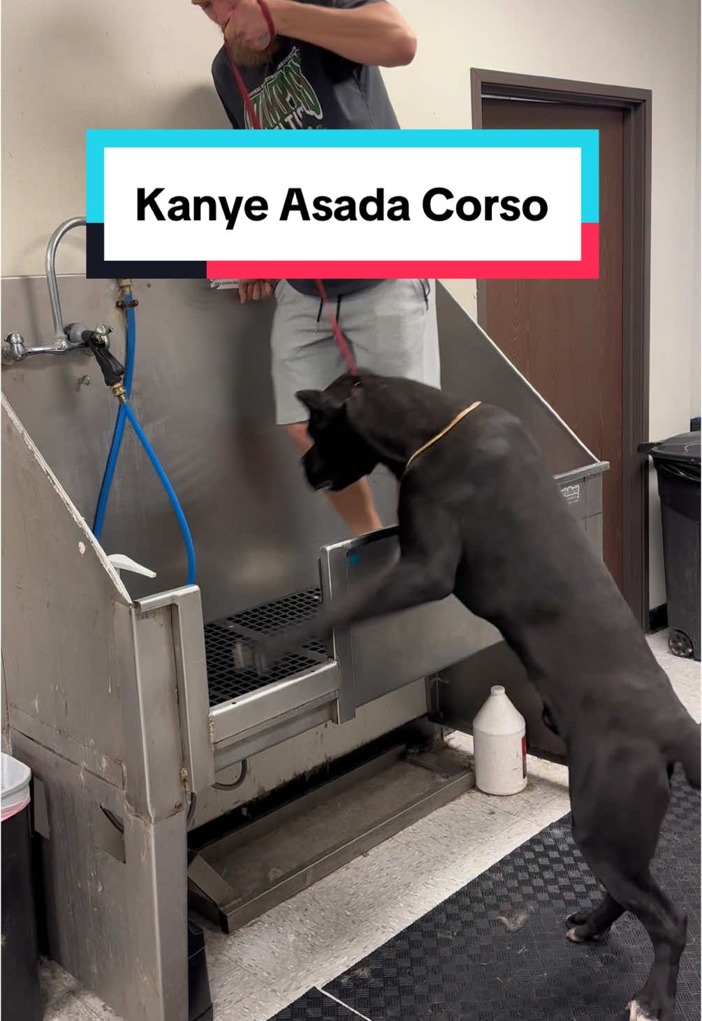 Kanye Asada Corso? #corso #canecorso #canecorsoitaliano #bullybreeds #doggrooming #dogbath #tutorial #eqyssgroomingproducts 