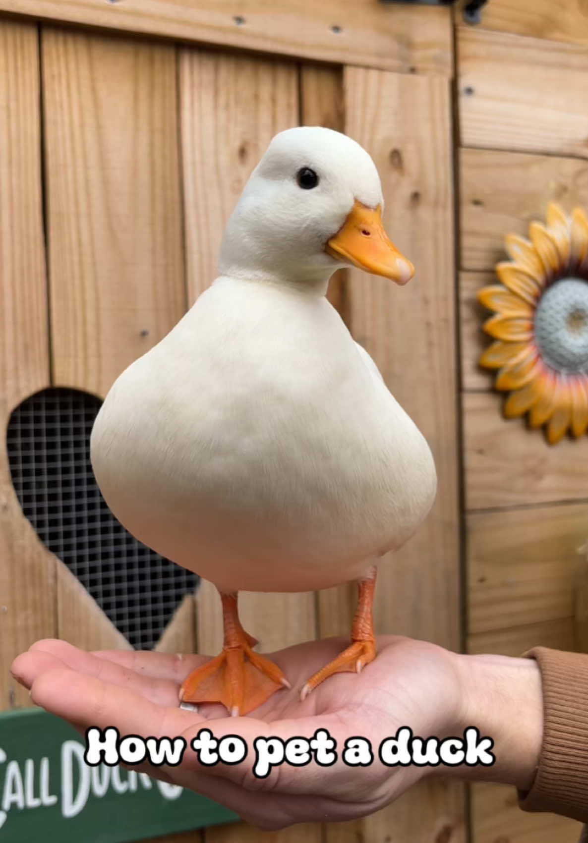 I feel like this is seldom discussed but its really helpful knowledge for drake ducks especially since their hormones cause them to be quite chaotic - so anything you can do to keep hormones at bay is helpful! #ducks #homestead #ducksoftiktok🦆 #petduck #animals #duck #ducktok 