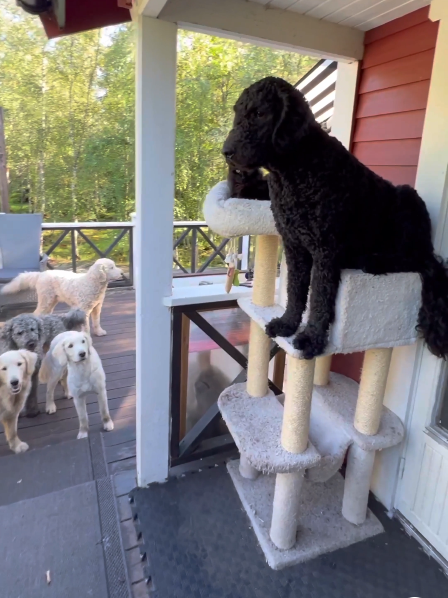 Our goldendoodle JumJum loves our two cats and insists on climbing into the cat tree with them, which perplexes our other dogs. But for him, it’s a great place to chill. He can keep an eye on what’s going on below. via @fabulous_doodle