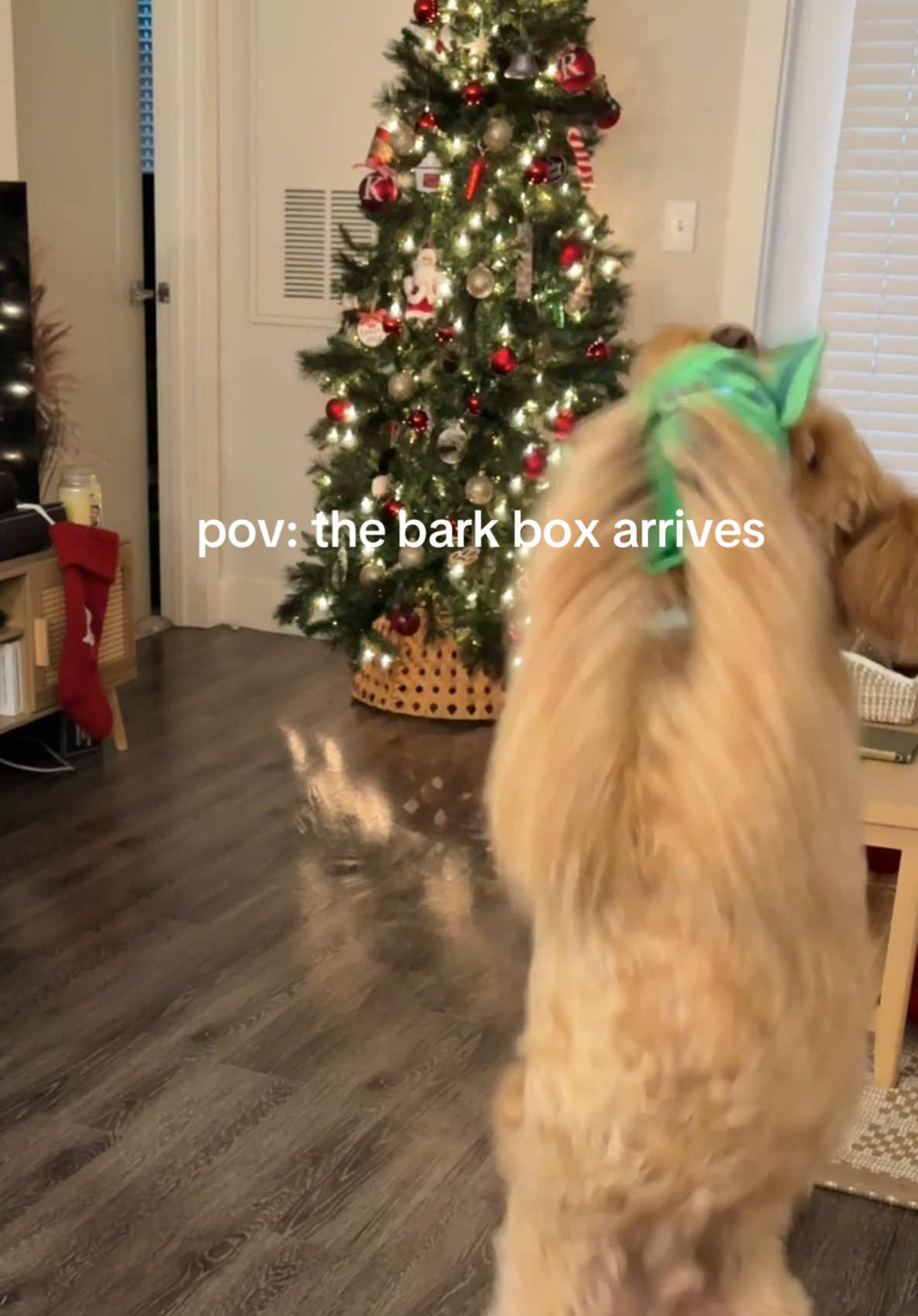 BARKBOX DAY!!!🙏🏼🎄❤️ @Shop BARK #christmastiktok #dogsoftiktok #barkboxtoys #CapCut #christmasgiftideas 