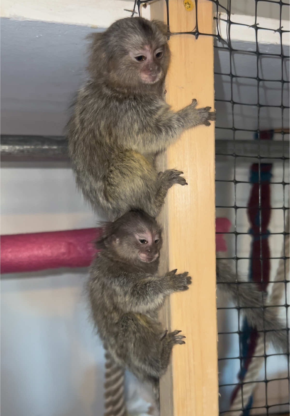 They love there human sister ❤️😊 #monkey #marmoset #cute #tiny #fingermonkey 