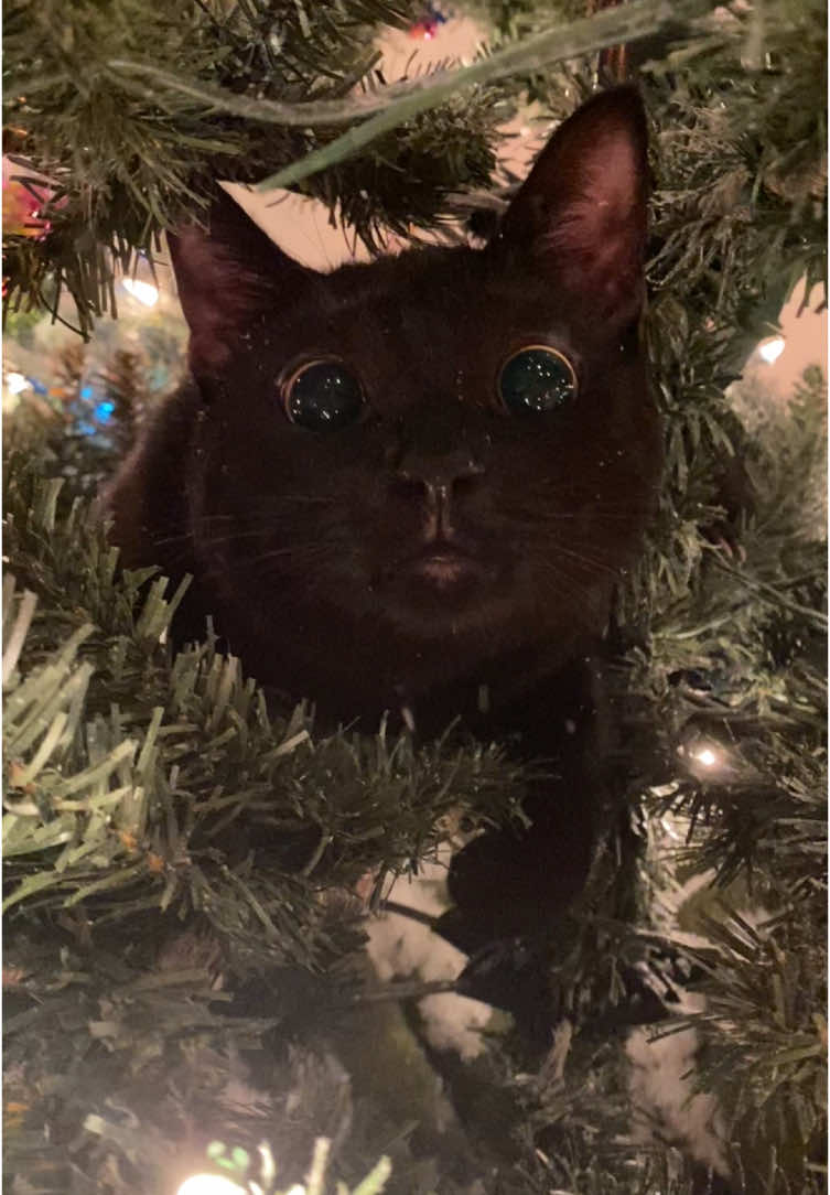 👁️👁️  . . . #blackcatsoftiktok #olivertree #christmas 