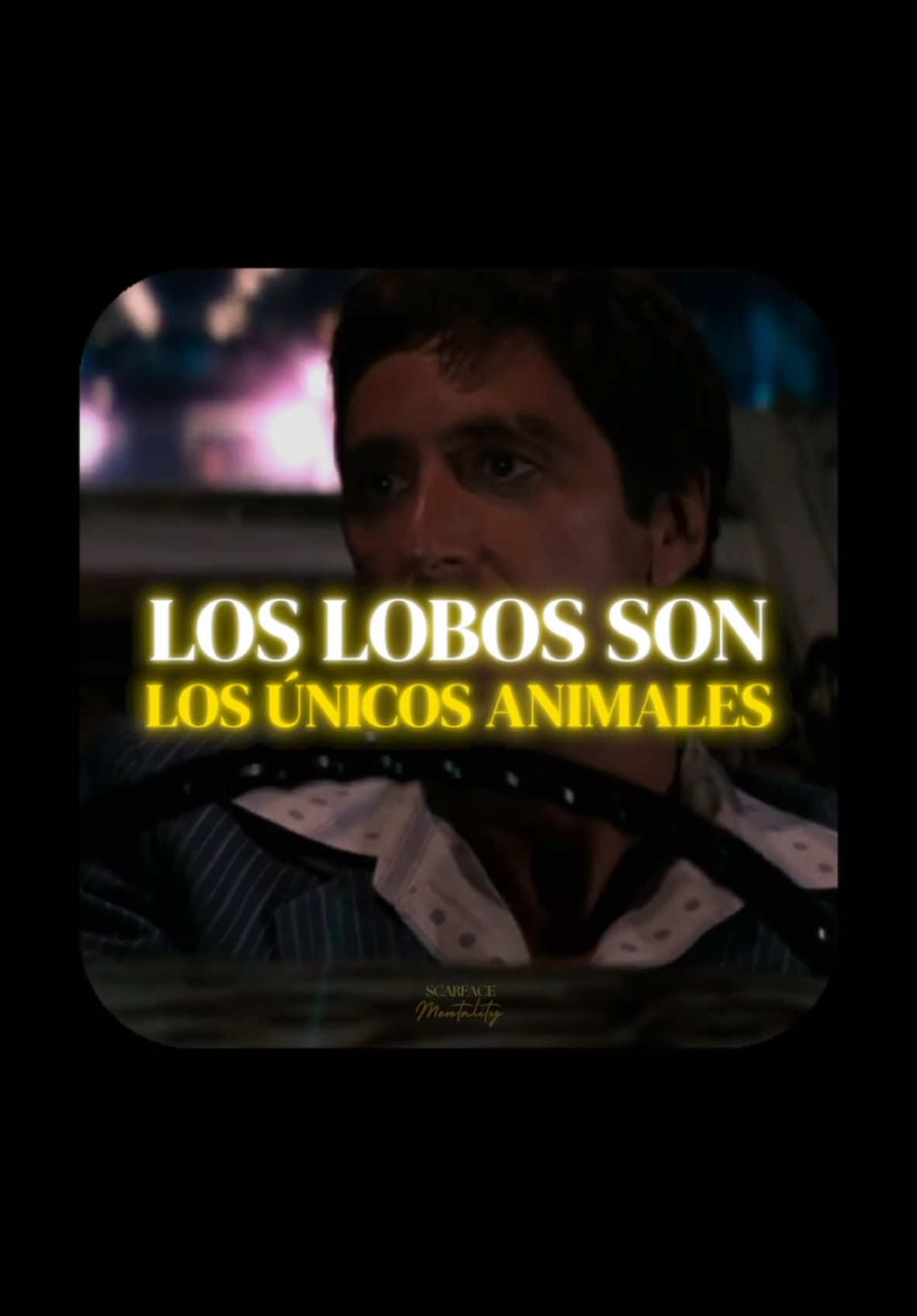 Reflexion de vida: Los Admirables Hábitos de los Lobos. #scarface #reflexionesdelavida #leccionesdelavida 