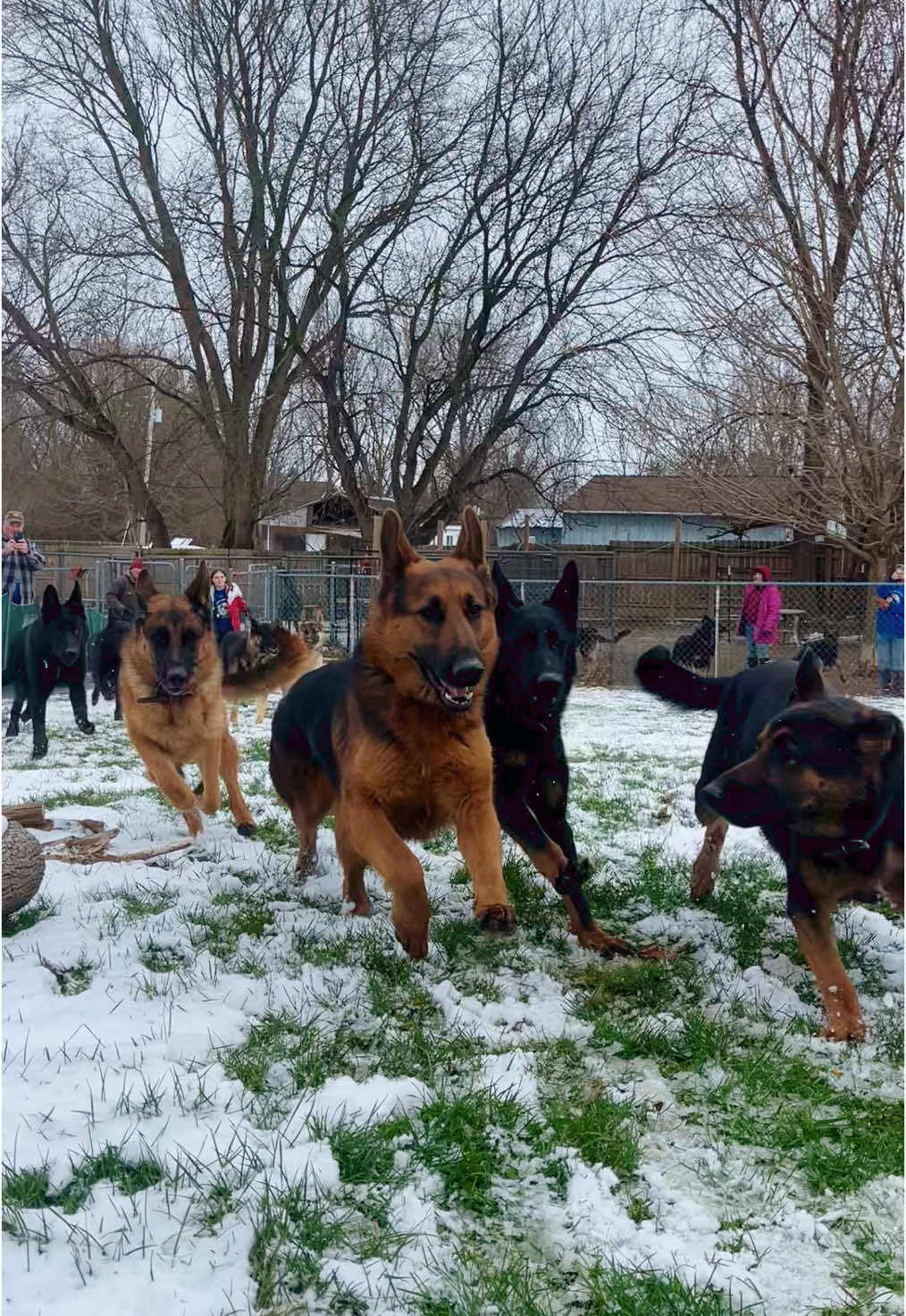 Our reindeer look a little different, equally magical though 🎄 #germanshepherd #dogsoftiktok #gsdoftiktok #gsd #runrunrudolph #viral #fyp #puppy #gsdlove #gsdlife #gsdoftiktok #stonehillkennels 