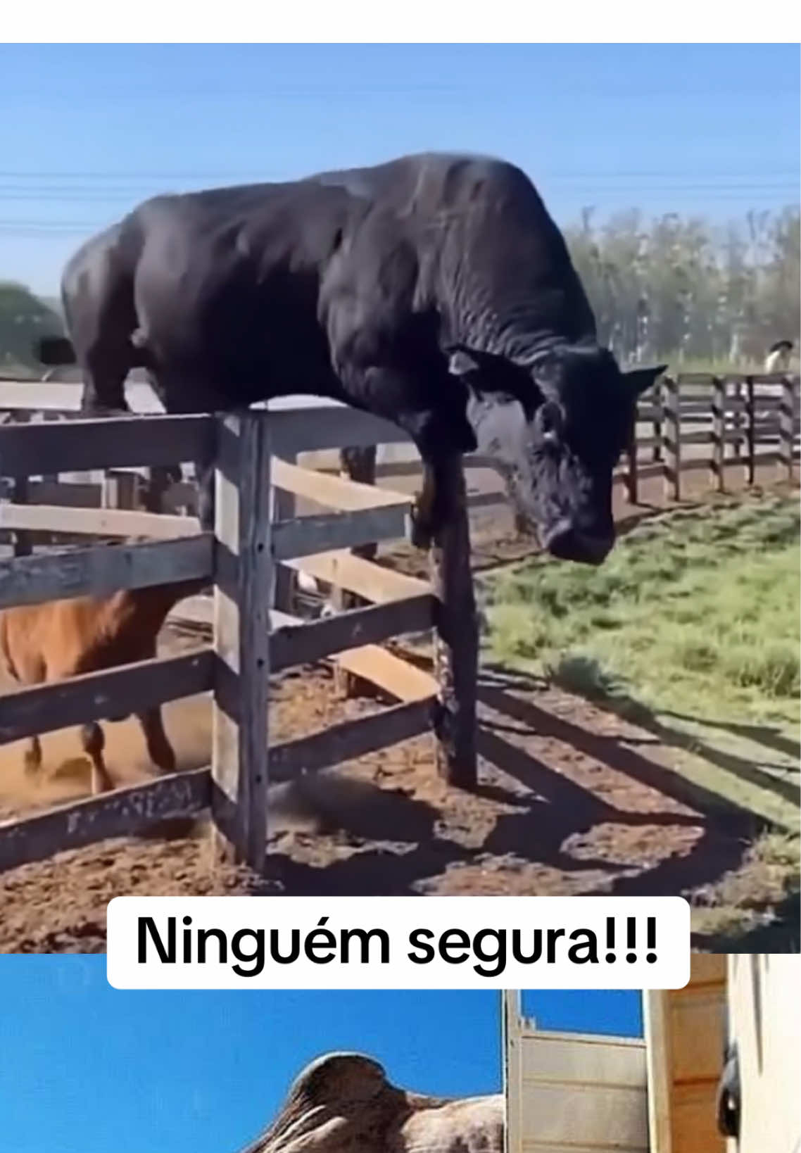 Não há cerca que segure kkk... #touro #boi #gado #nelori #vaca #animal #raiz #fazenda #roça #caipira #sertanejo
