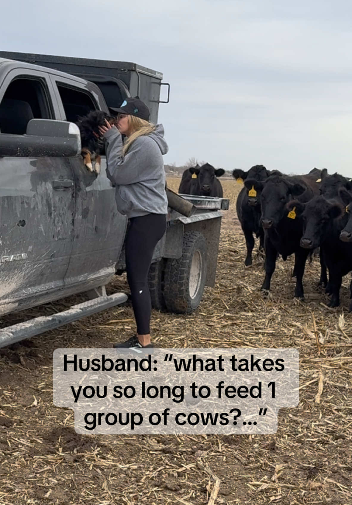 If you can’t find me, I’m with my cows!  #ranchwife #westernlifestyle #cowsoftiktok #cows #angus #sahw #buisnessowner 