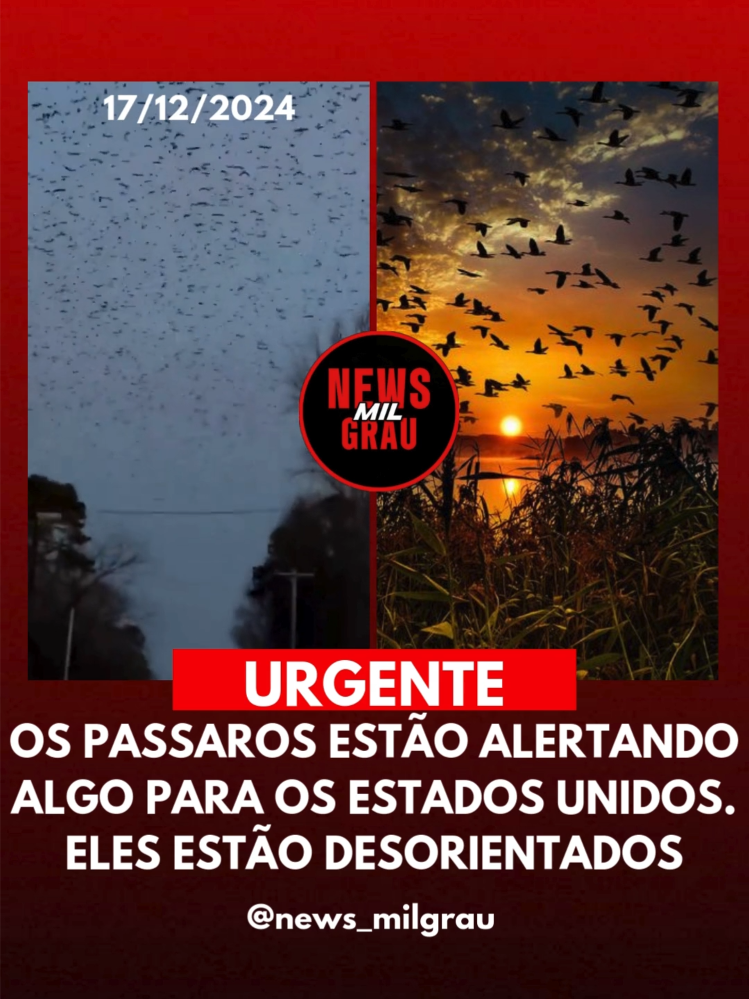 Os passarinhos estão alertando algo para os Estados Unidos. Eles estão desconfortáveis ​​e desorientados. 🎥 Estados unidos 📍 17/12/2024  #usa🇺🇸