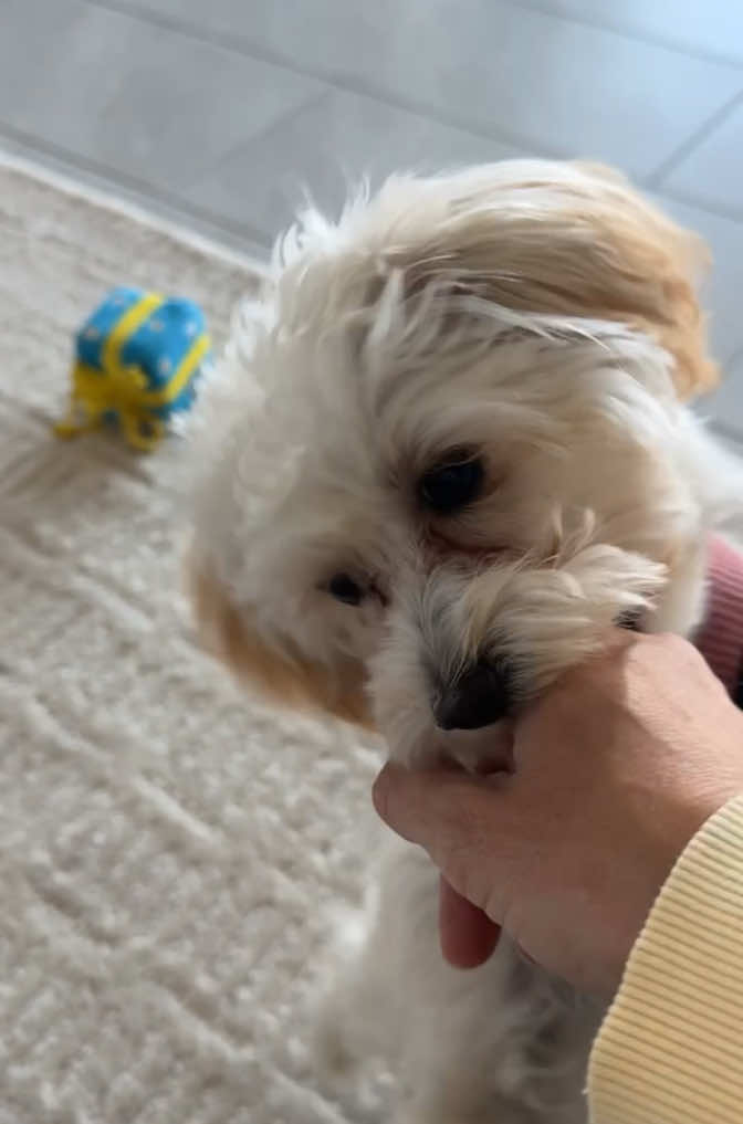 Addicted to biting!😅#dogsoftiktok #maltipoo #fyp #maltipoosoftiktok #puppy #puppylove #maltipoopuppy #doglife #dogmom #babydog #girldog #puppytiktok #smalldog #puppylife #loveher #puppypaws #adorable #biting #attack #stealthmode