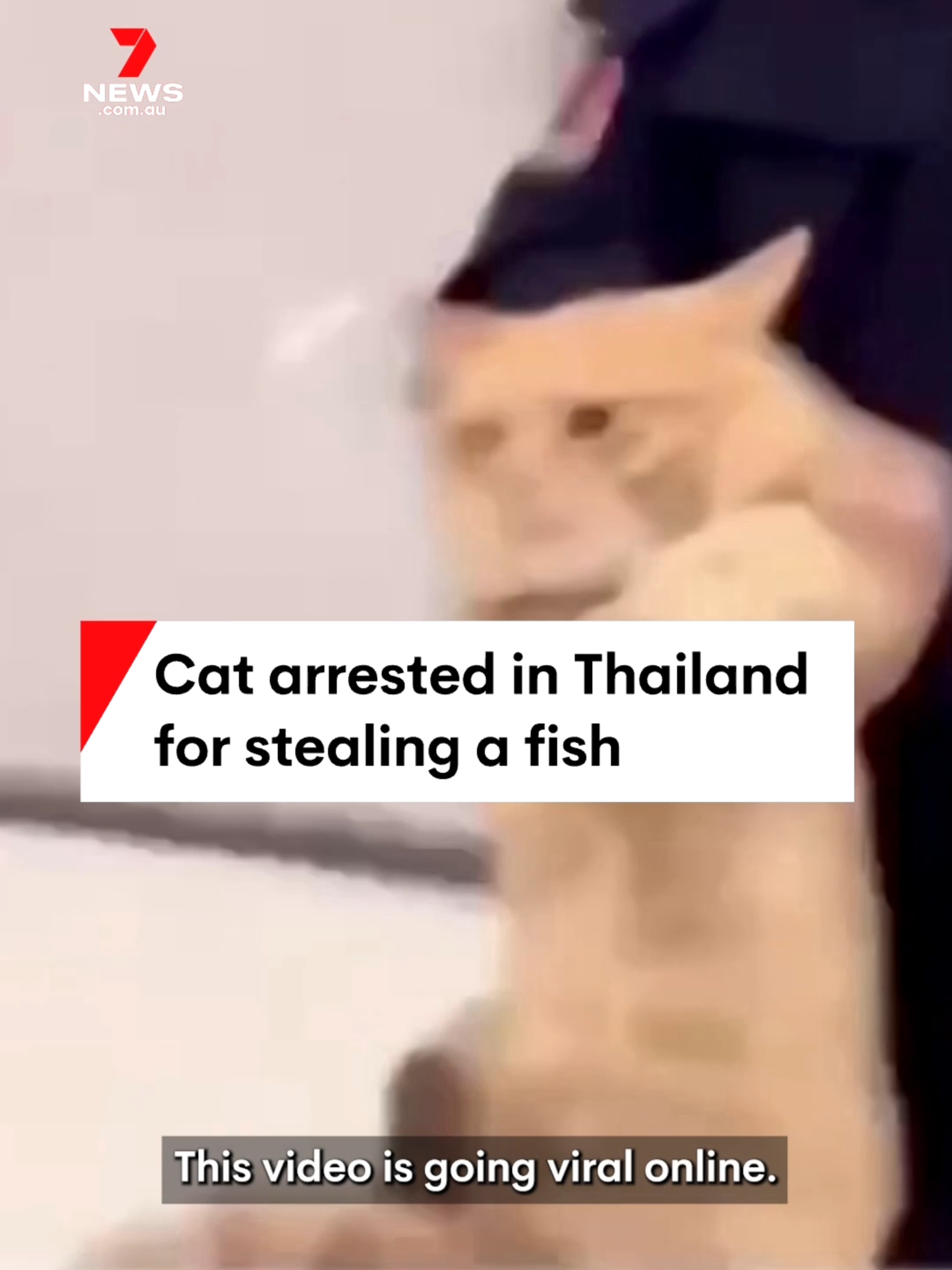 A cat has been arrested in Thailand for stealing fish. #7NEWS