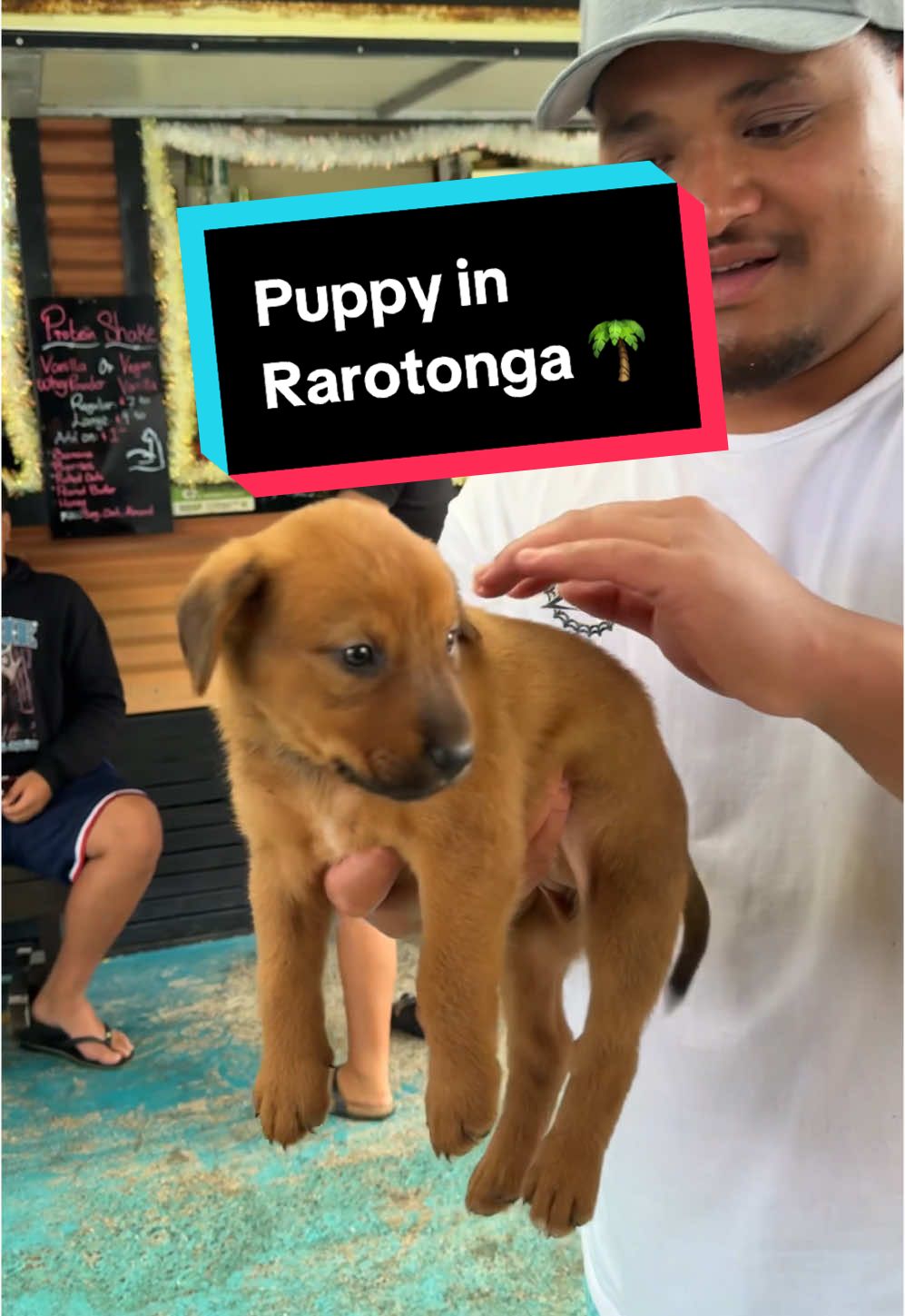 We found a cute 😊 puppy at the Punanga nui Market in Rarotonga 🌴🇨🇰 #kukilearning #cookislands #cookislandstiktok #rarotonga #puppy