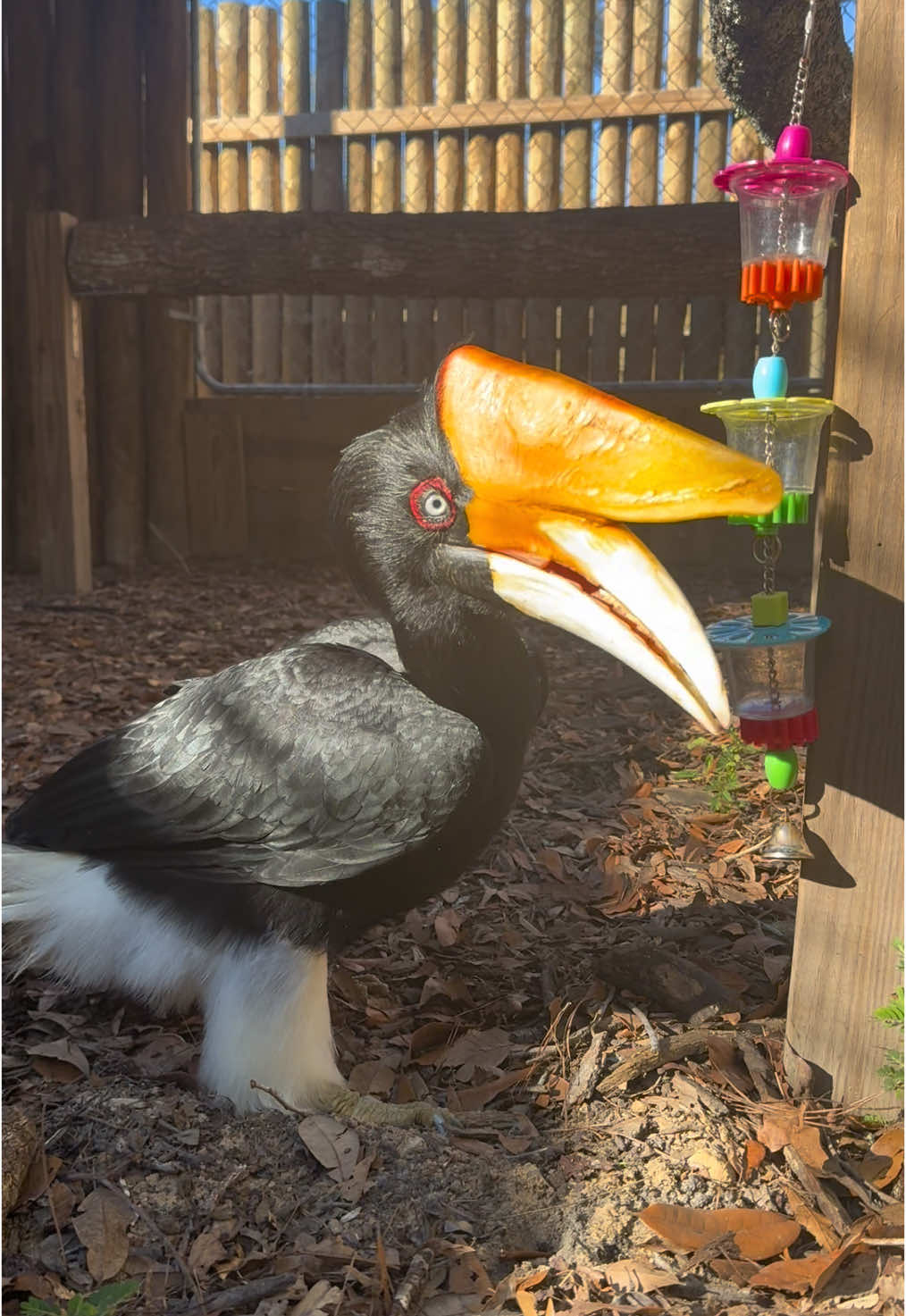 Raja the rhinoceros hornbill loves her new toy ☺️✨ #fyp #foryou #hornbill #bird #cuteanimals #wildlife 