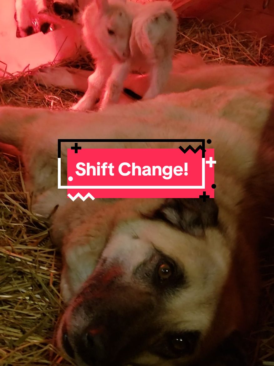 Shift change! Jessie was out yelling at the rain & stuff. Her mama, Fiona decided it was her turn at the massage parlor 😁 @timothyc832  #goat #lgd #livestockguardiandog #anatolianshepherddog #anatolianshepherd #workingdog #nannydog #pnw #security #kiddingseason #nigeriandwarfgoats #babygoat #anatolian 