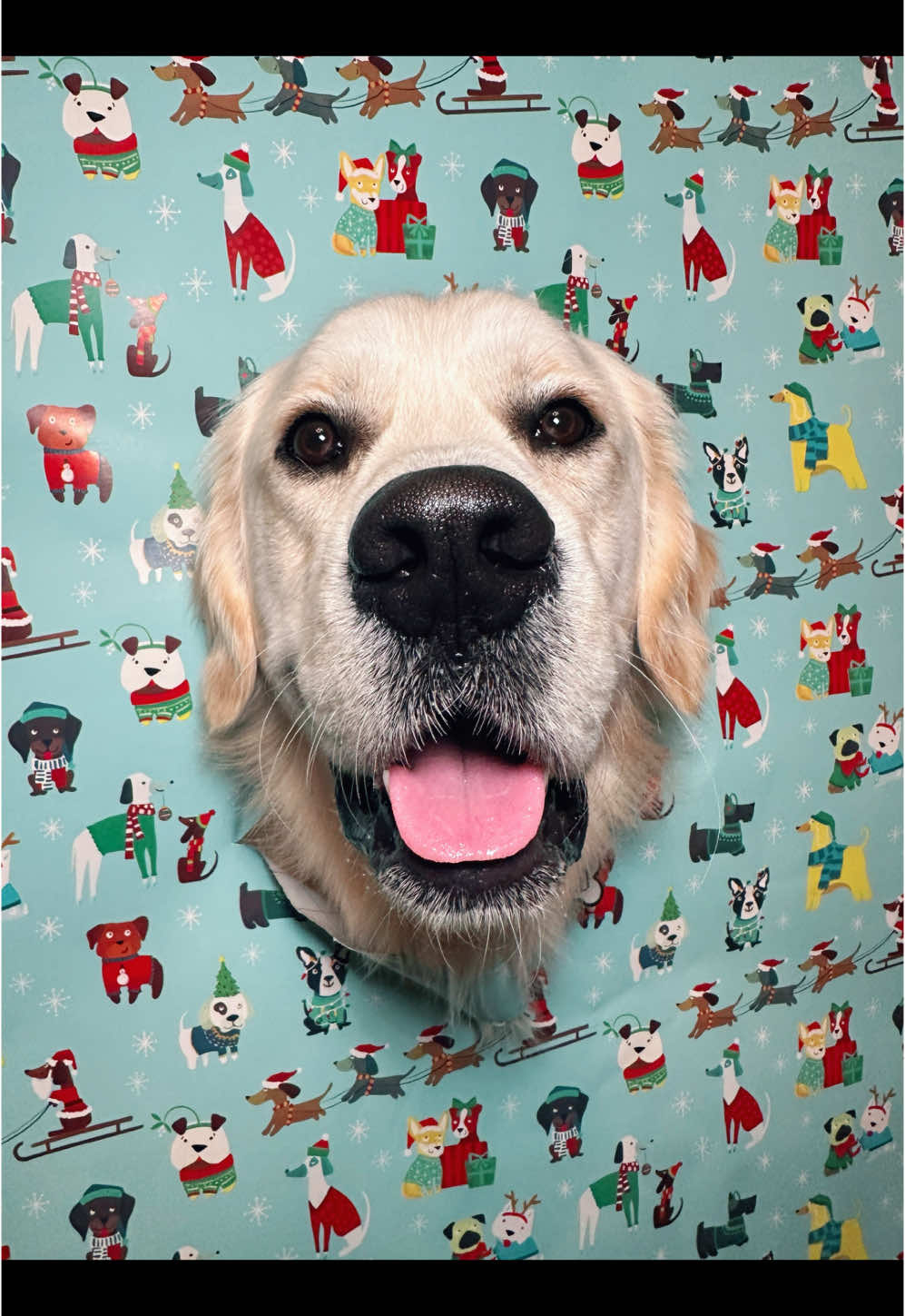 The cutest little present #goldenretriever #cutedogs #christmaspresents #dogs 