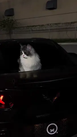 Cats on cars  #corvette #c7z06 #carsoftiktok  #catsoftiktok #trending #fyp 