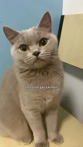 These silvervine sticks have solved my problem!#cattoys #chew #chewtoy #catsoftiktok #catowner #catlover #tiktokmademebuyit 