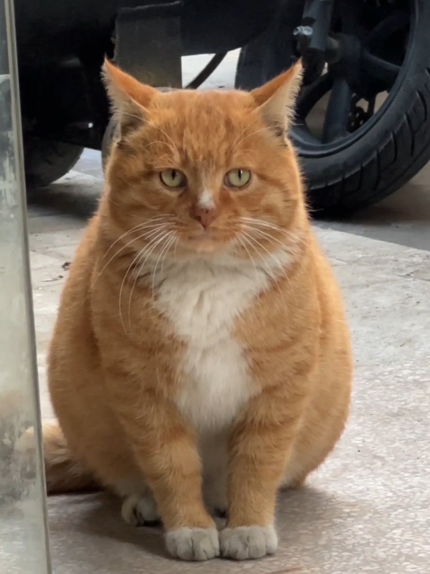 Cute Cat 🥰🐈  #cat #orangecat #cute 