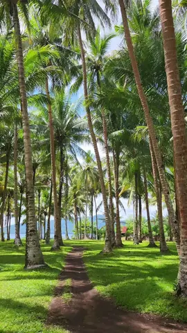 Kelapanya banyak #suli #ambon #maluku 