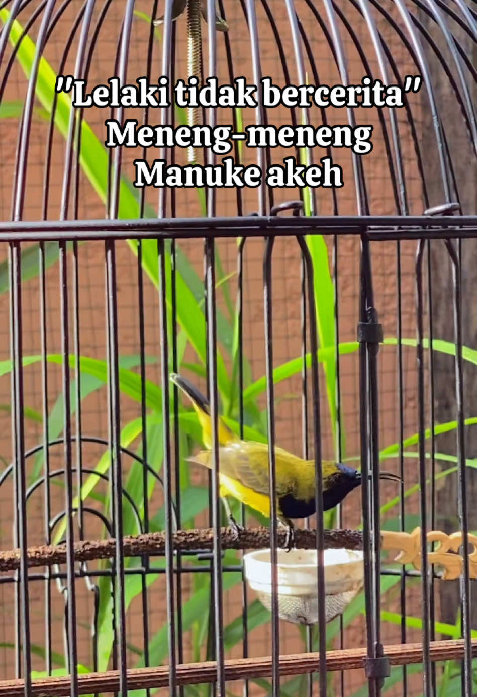 Lelaki tidak bercerita #lelakisejati #manuk #burung #kicaumania #sogonmaniaindonesia #sogonmania #purbalingga #purwokerto #banjarnegara 