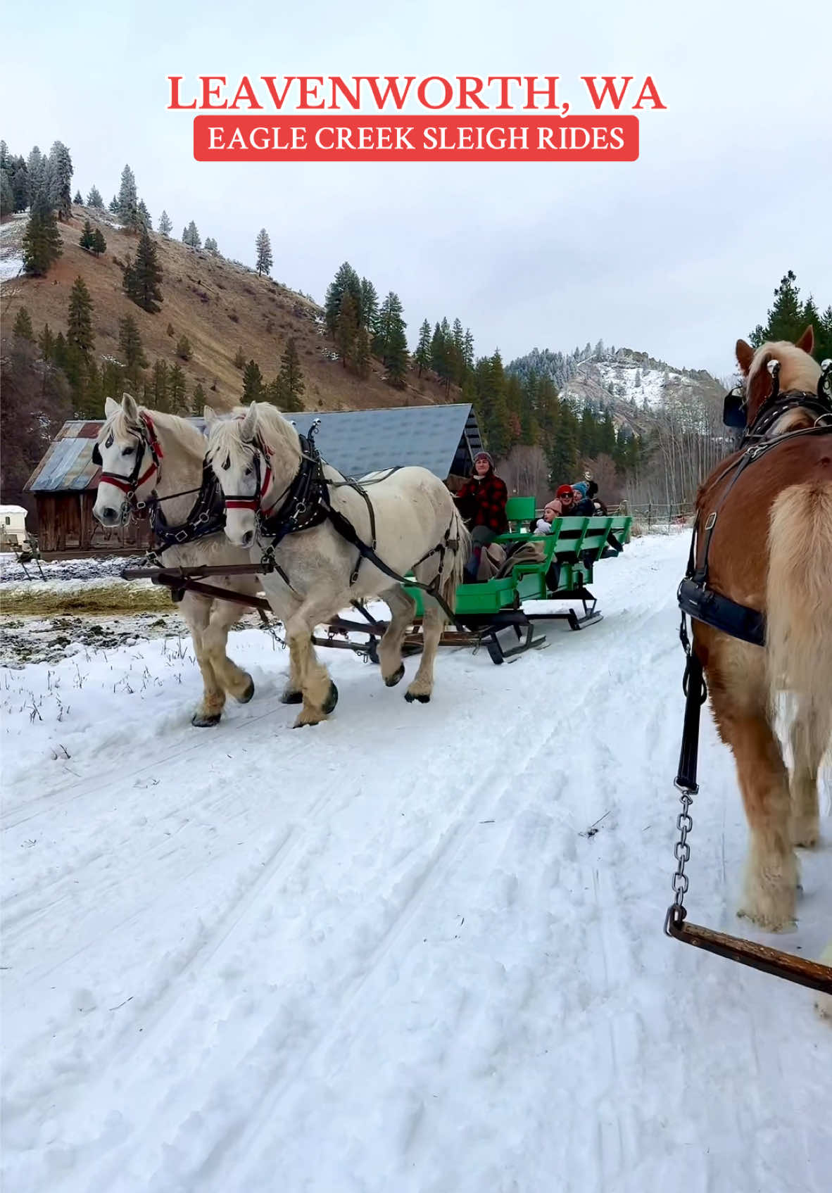 The most magical sleigh ride in Leavenworth, WA! ❄️🛷 #leavenworth #leavenworthwa #leavenworthwashington #sleighride #winter #snow #pnw #pnwonderland #thingstodoinleavenworth 