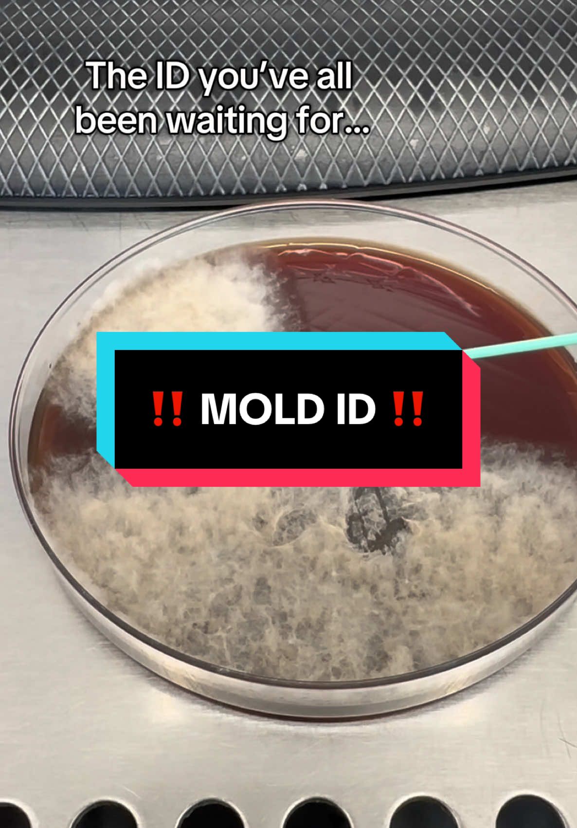 Its here!!!  #lab #mlt #MLS #microbiology #microbiologytiktok #medicallabscientist #medicallaboratorytechnician #mold #fungi #icunurse #immunocompromised #biology #medschool #woundcare #wound #medicaltechnologiststudent #intensivecareunit 