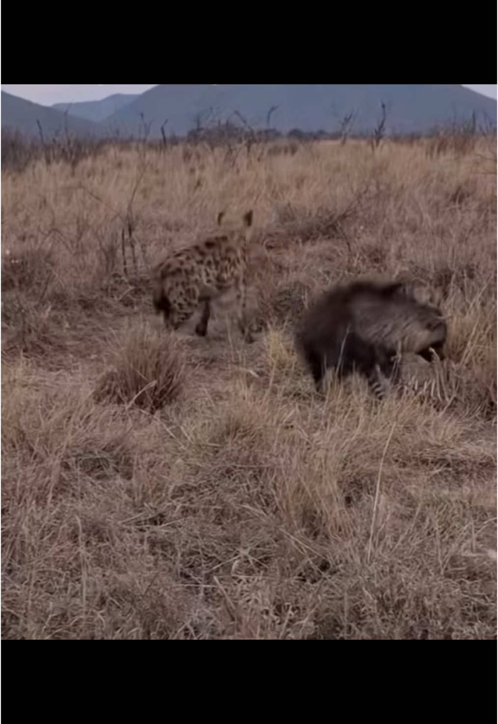 Absolutely rare sighting! 😳🤎 #elleafricasafaris ##africanwildlife #nature #wildlife #