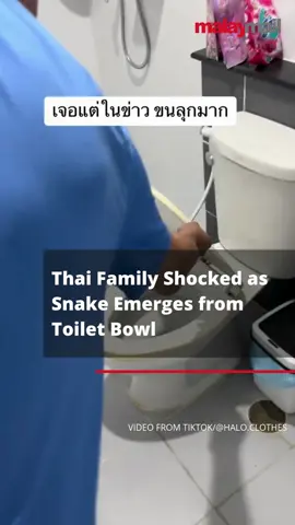 A Thai woman shared her harrowing experience, capturing the moment her family panicked after discovering a snake emerging from their toilet bowl. The video of the incident quickly went viral, showcasing the chaos and shock that followed.