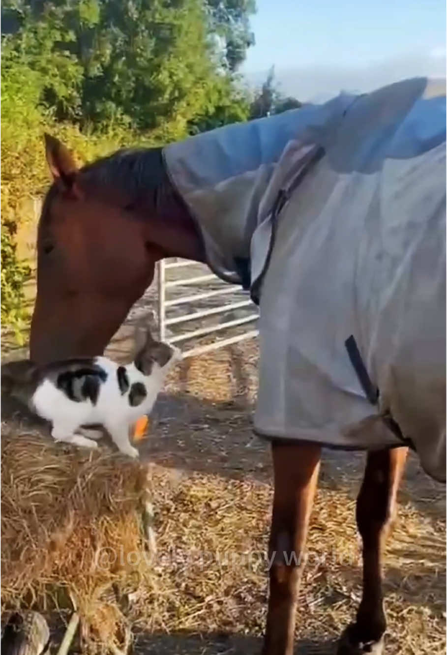 Cats and horses are happy together #😂😂😂 #funny #happy #cute #play #cat