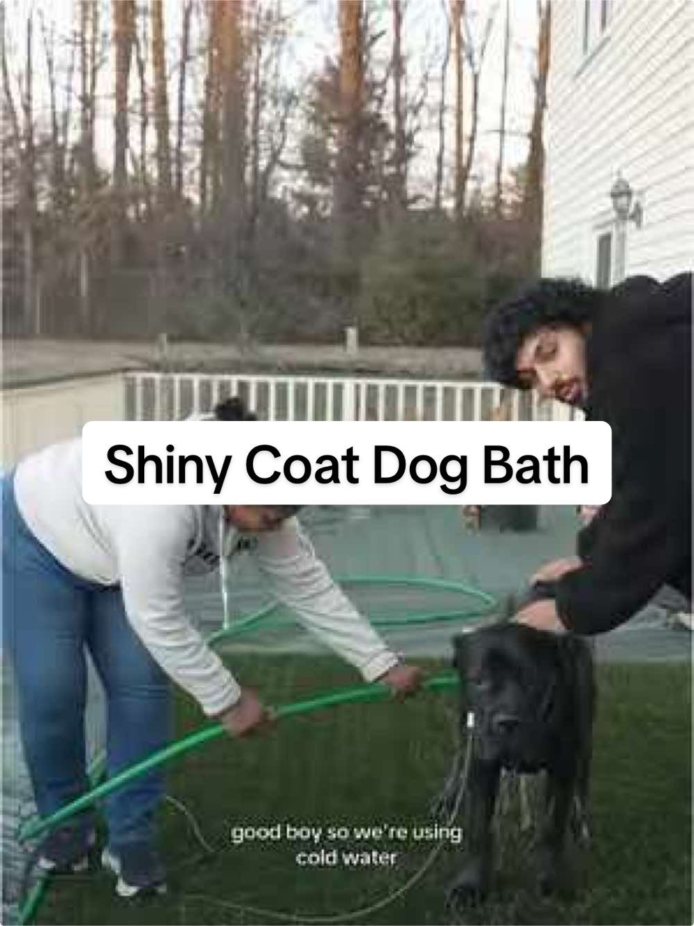 Cold water & infrequent bathing = shiny dandruff free coats #canecorso #dogbathtips #shinycoat #dogcoatcare #dogcare #dogownersoftiktok #dogownerproblems 