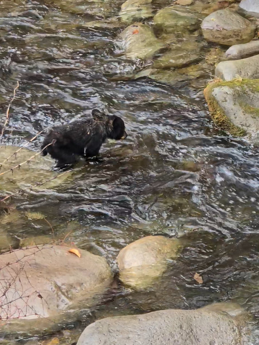 the cutest baby bear. #gatlinburgtennessee #babybear #smokymountainstennessee 