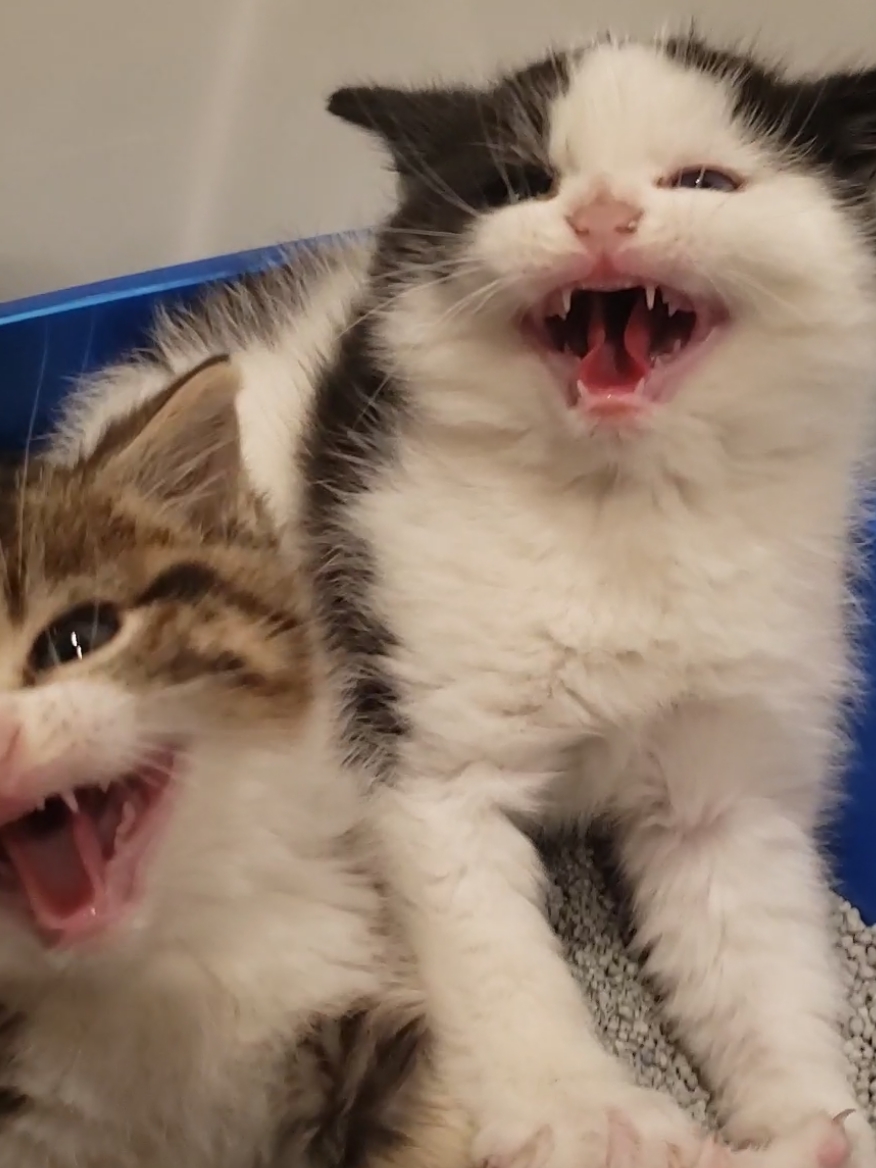 #kitten #cute #kittensoftiktok #cuteanimals 