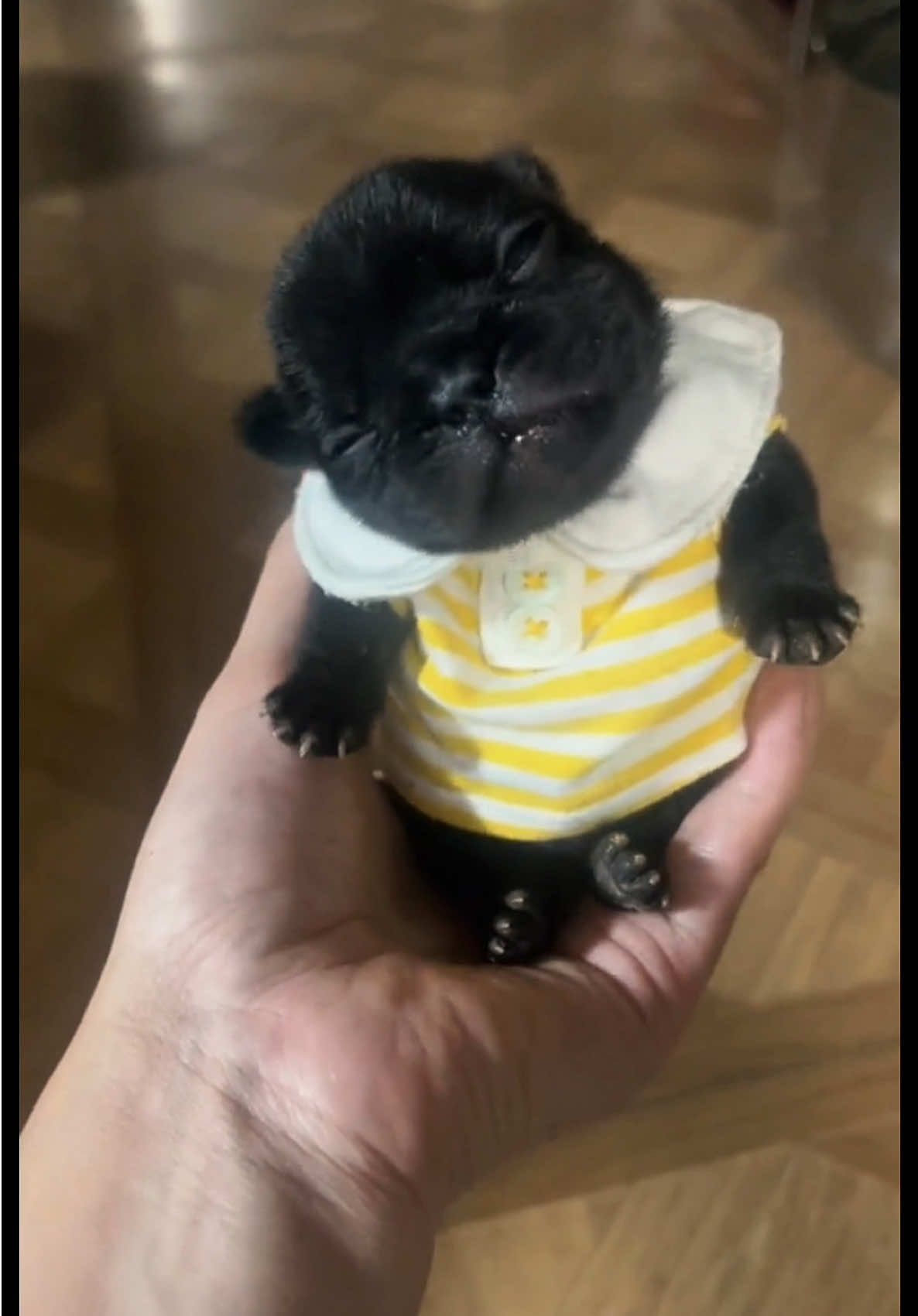 #french #animals #pet #frenchies #pets #PetsOfTikTok #frenchiebaby #cute #cutepet #cutebaby #pup #frenchbulldog #puppy #puppy #frenchies #puppies #puppytiktok #frenchiepuppies #dog #doggo #frenchiepuppy #doglove #fun #funnyvideo #dogsoftiktok #fyp 